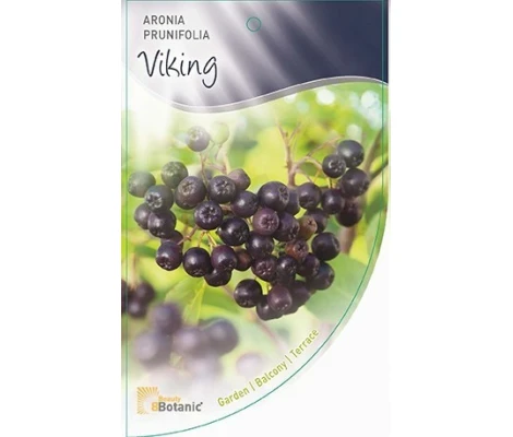 Aronia Prunifolia Viking