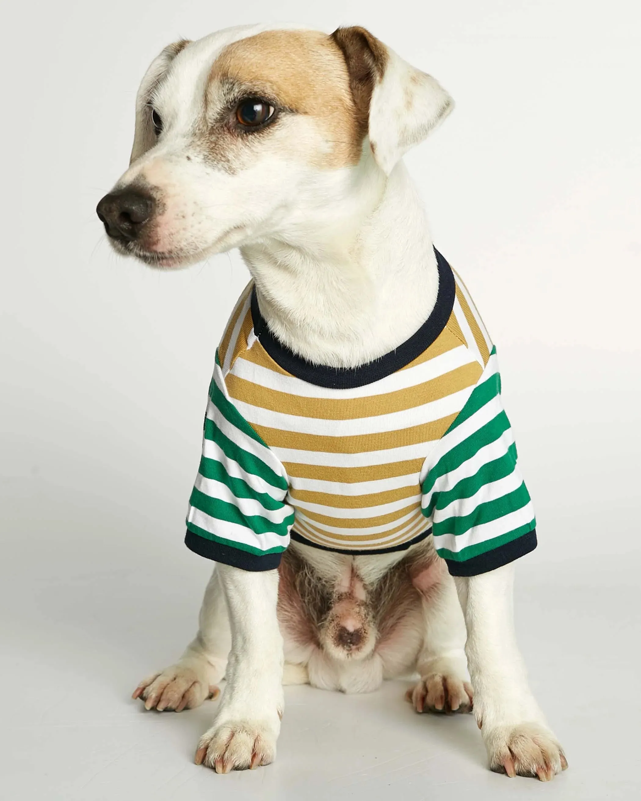 DAVID YELLOW AND GREEN ORGANIC COTTON DOG TSHIRT